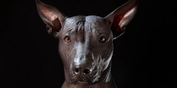 Ксоло рыжий