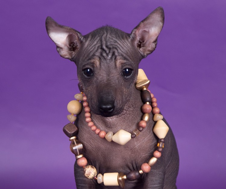 Мексиканский терьер