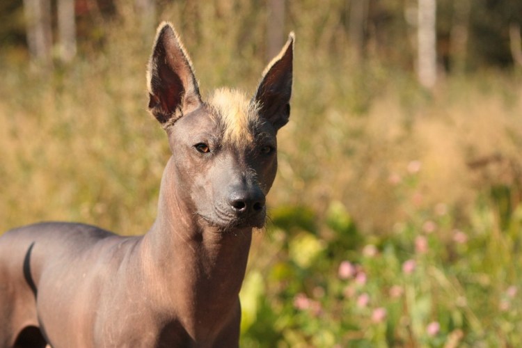 Лысые кошки