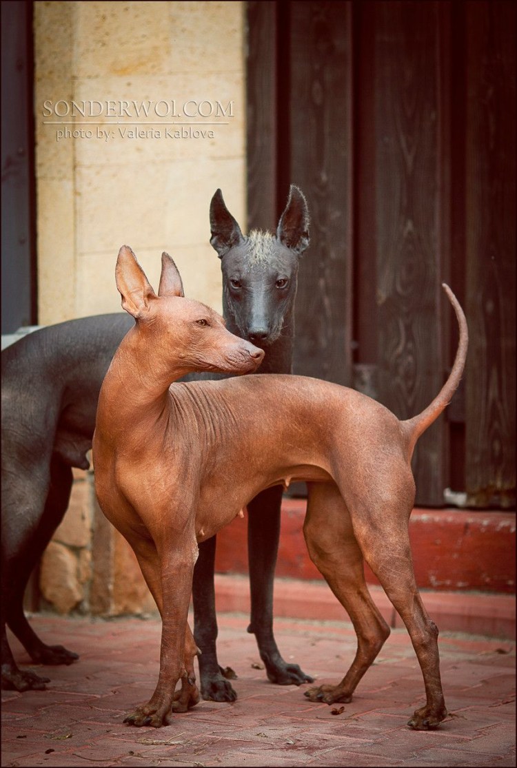 Китайская хохлатая и сфинкс