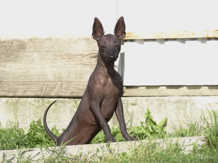 Мексиканская бесшерстная кошка