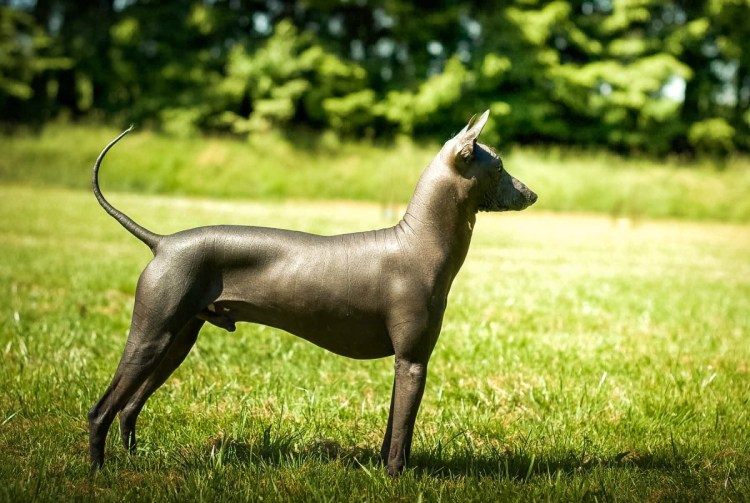 Ксолоитцкуинтли пятнистый