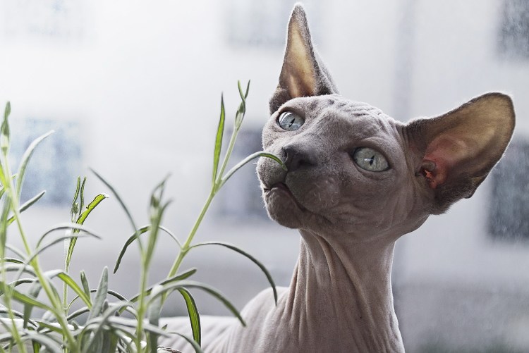 Морщинистый канадский сфинкс