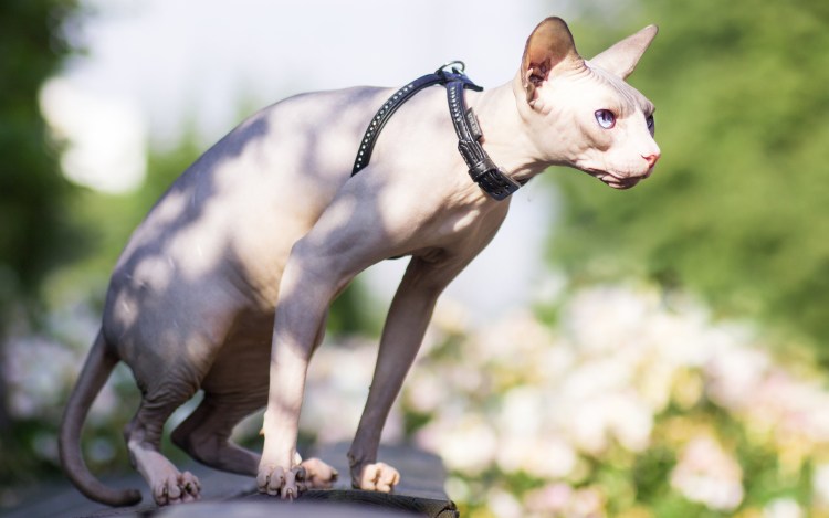 Сфинкс браш и велюр