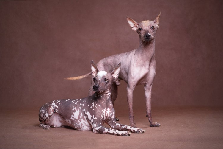 Египетская собака ксолоитцкуинтли