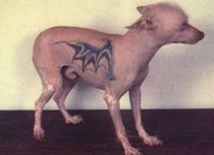 Морщинистый канадский сфинкс