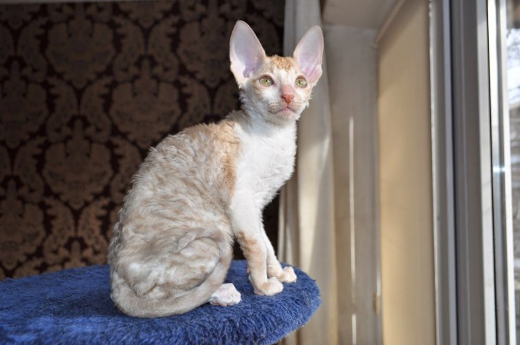 Корниш рекс рыжий