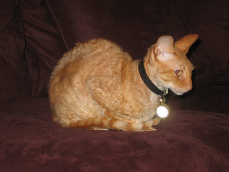 Корниш рекс рыжий