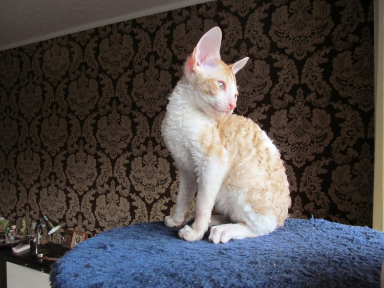 Корниш рекс рыжий котенок