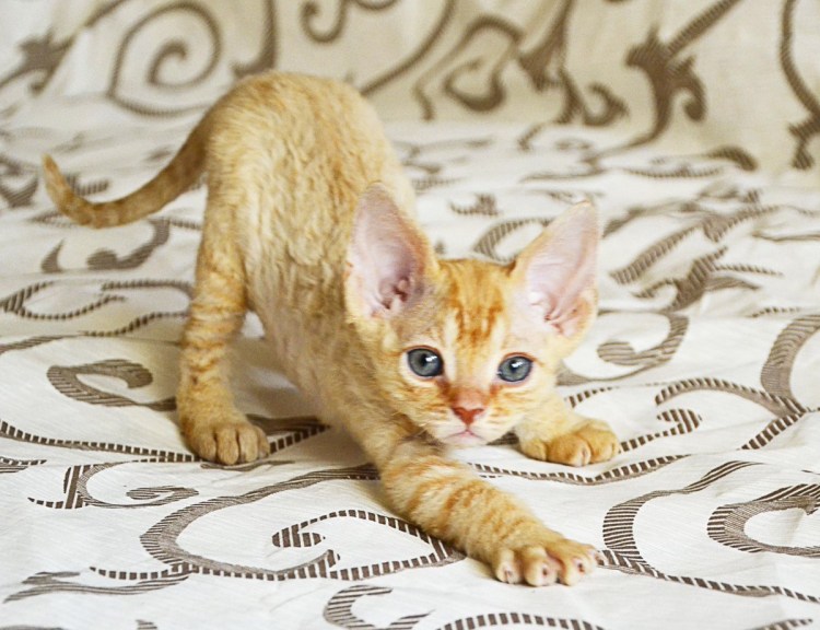 Питомник Корниш рексов baleen Diamonds, Москва