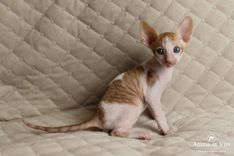 Корниш рекс американский сиамский