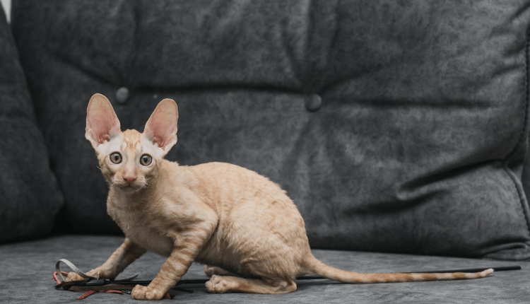 Корниш рекс рыжий