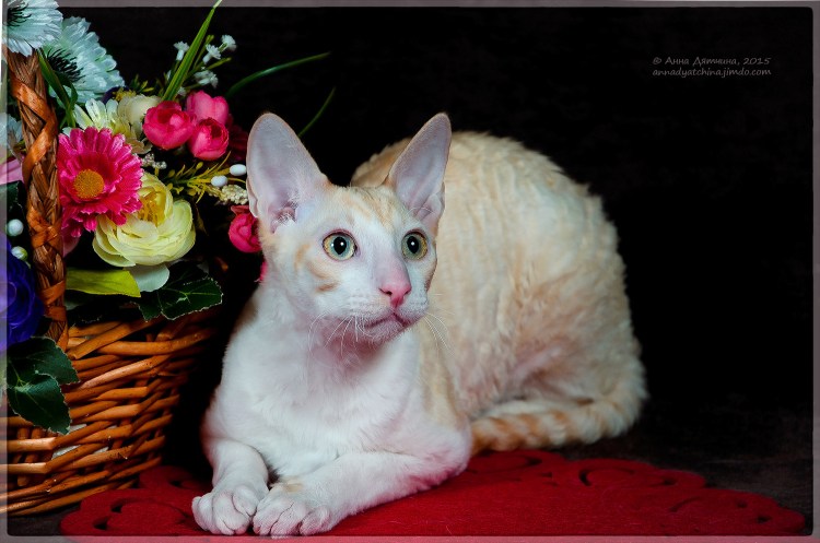 Котики Корниш рекс