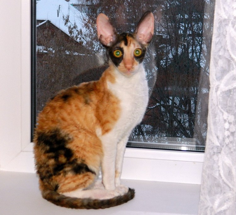 Корниш рекс рыжий