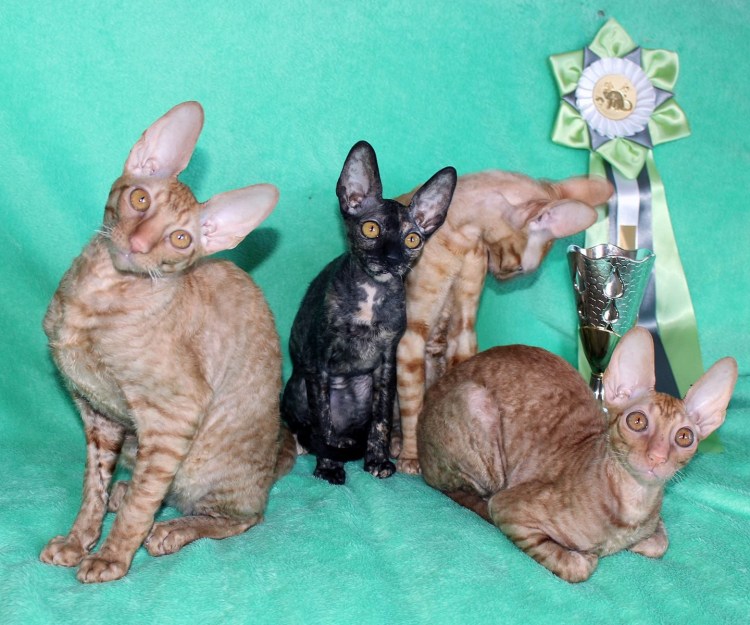 Донской сфинкс кудрявый