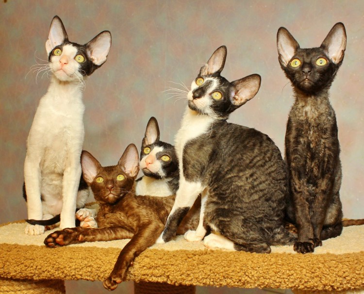 Можно кормить Корниш рексов креветками