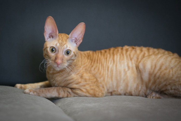 Корниш рекс с пятнами