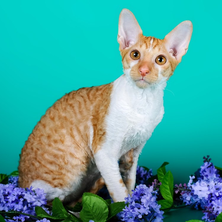 Американский Корниш рекс