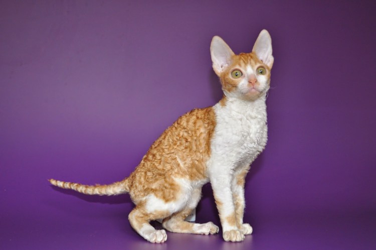 Корниш рекс рыжий