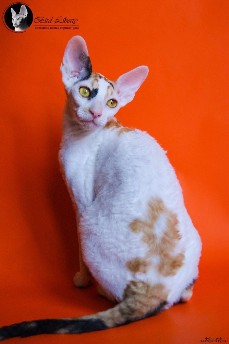 Фото Уральский корнишрек