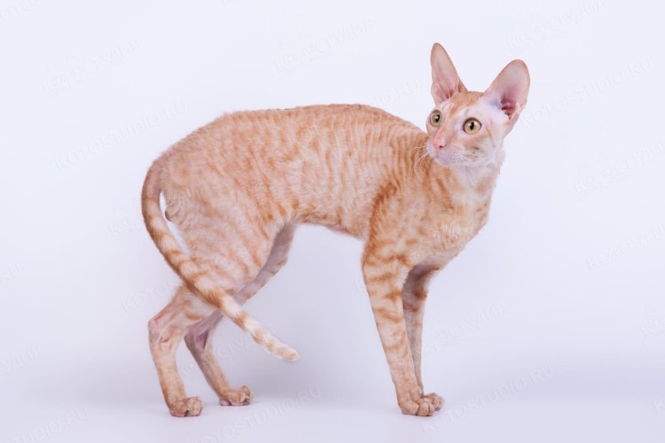 Корниш рекс рыжий