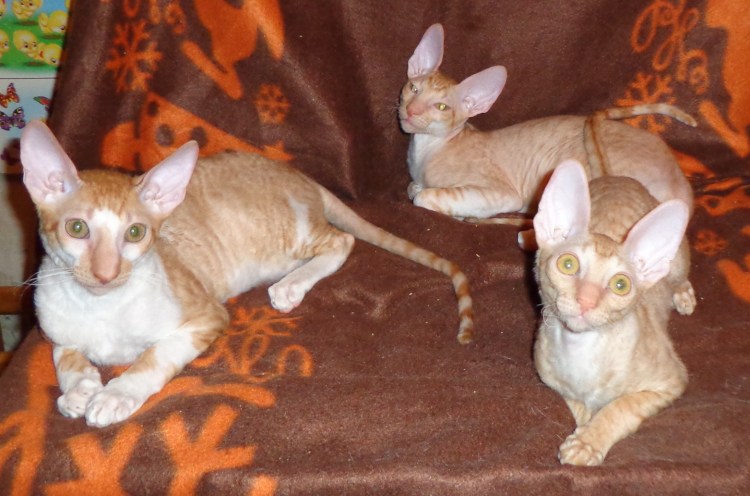 Корниш рекс рыжий