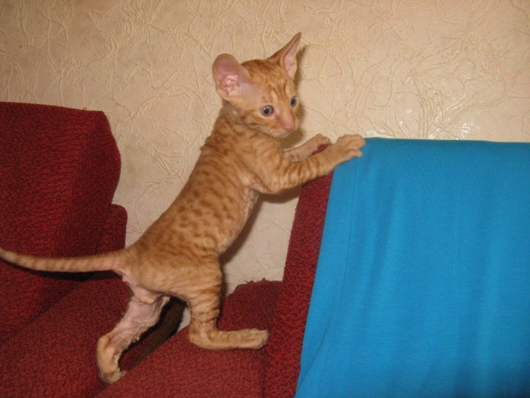 Корниш рекс бело рыжий