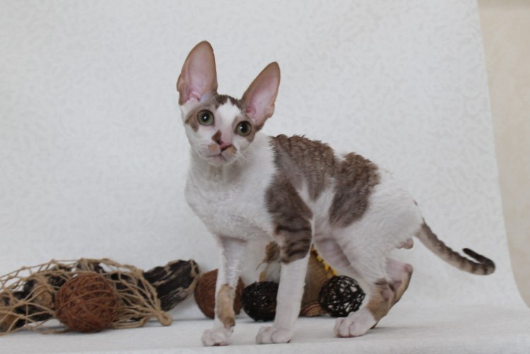 Корниш рекс с рыжий белой мордочкой