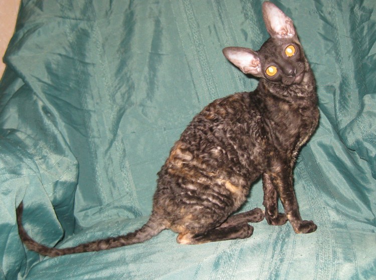 Корниш рекс Эстетика