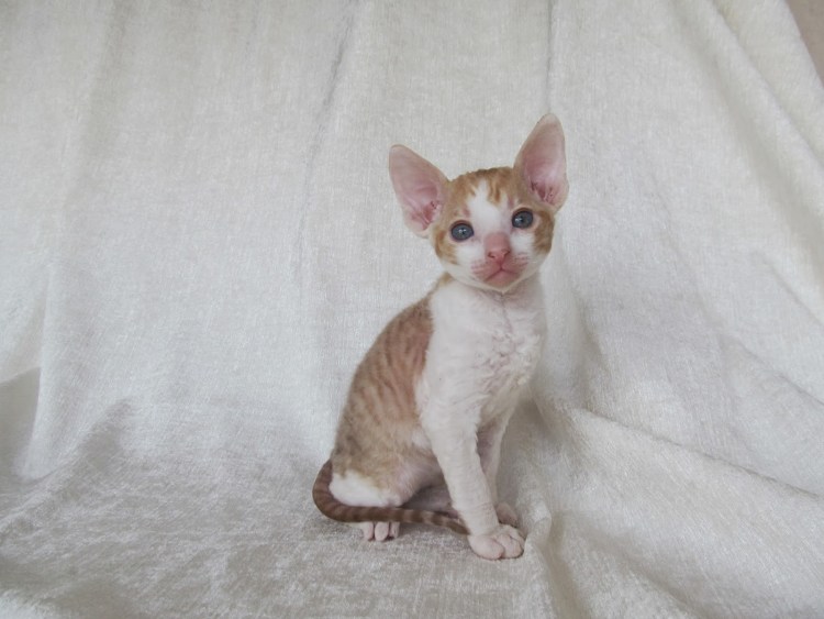 Сальный хвост у Корниш Рекса