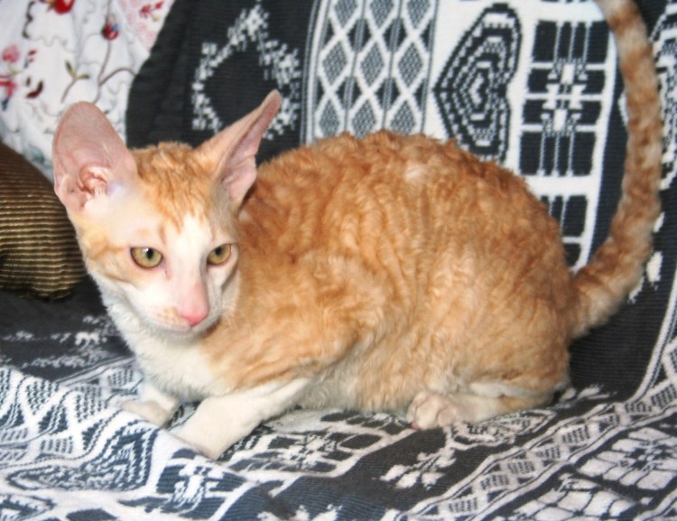 Корниш рекс порода кошек