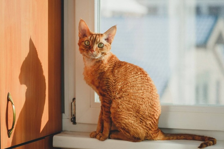 Девон рекс длинношерстный