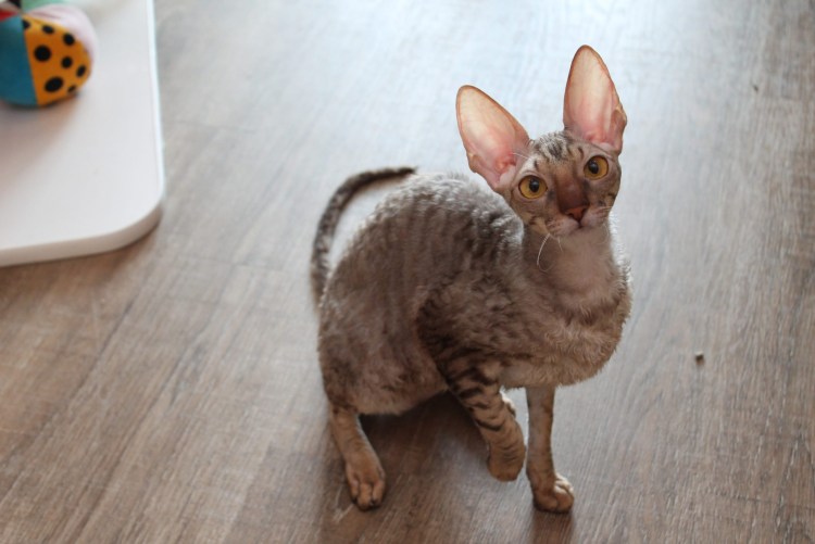 Корниш рекс