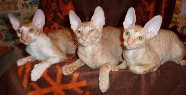 Корниш рекс