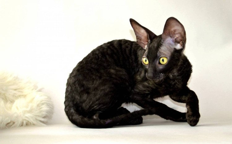 Корниш рекс трехцветный