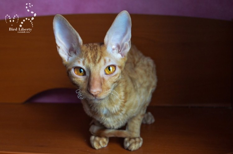 Корниш рекс