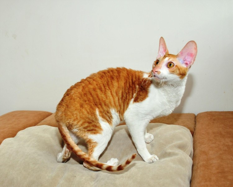 Корниш рекс полосатый