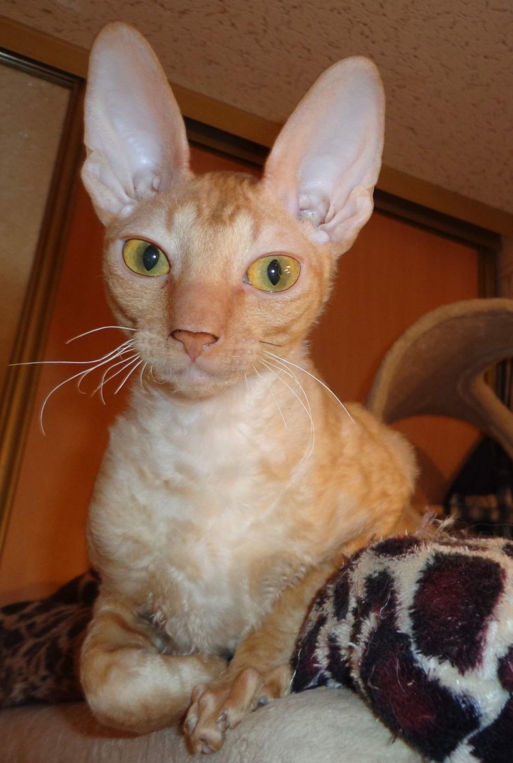 Кот Корниш рекс рыжий