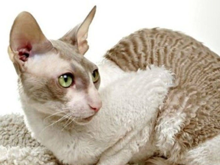 Корниш рекс