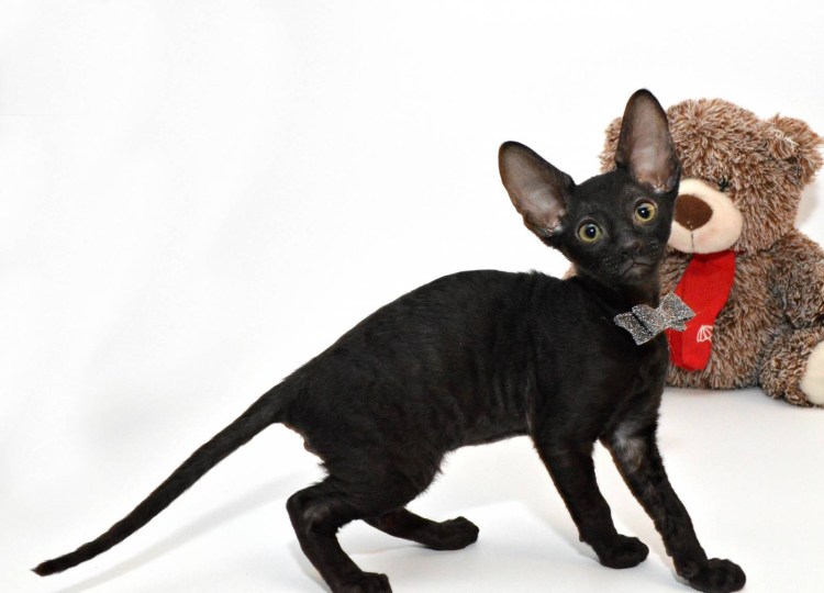 Канадский Корниш рекс