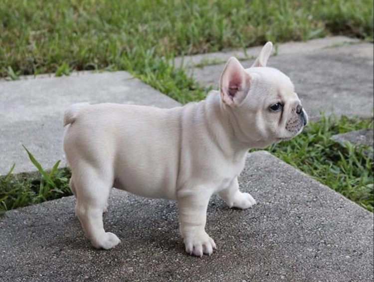 Французский бульдог белый
