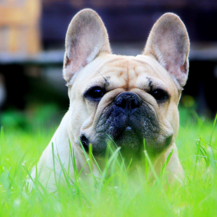 Французский бульдог морда