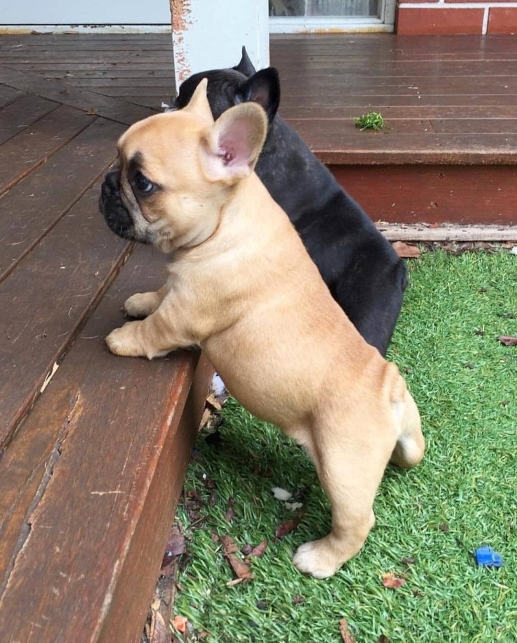 Французский бульдог не купированый