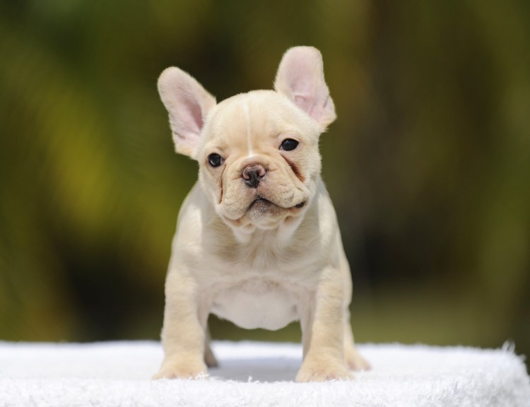 Бульдог бело палевый