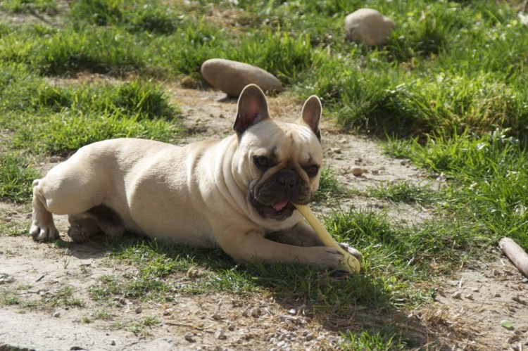 Французский бульдог палевый окрас