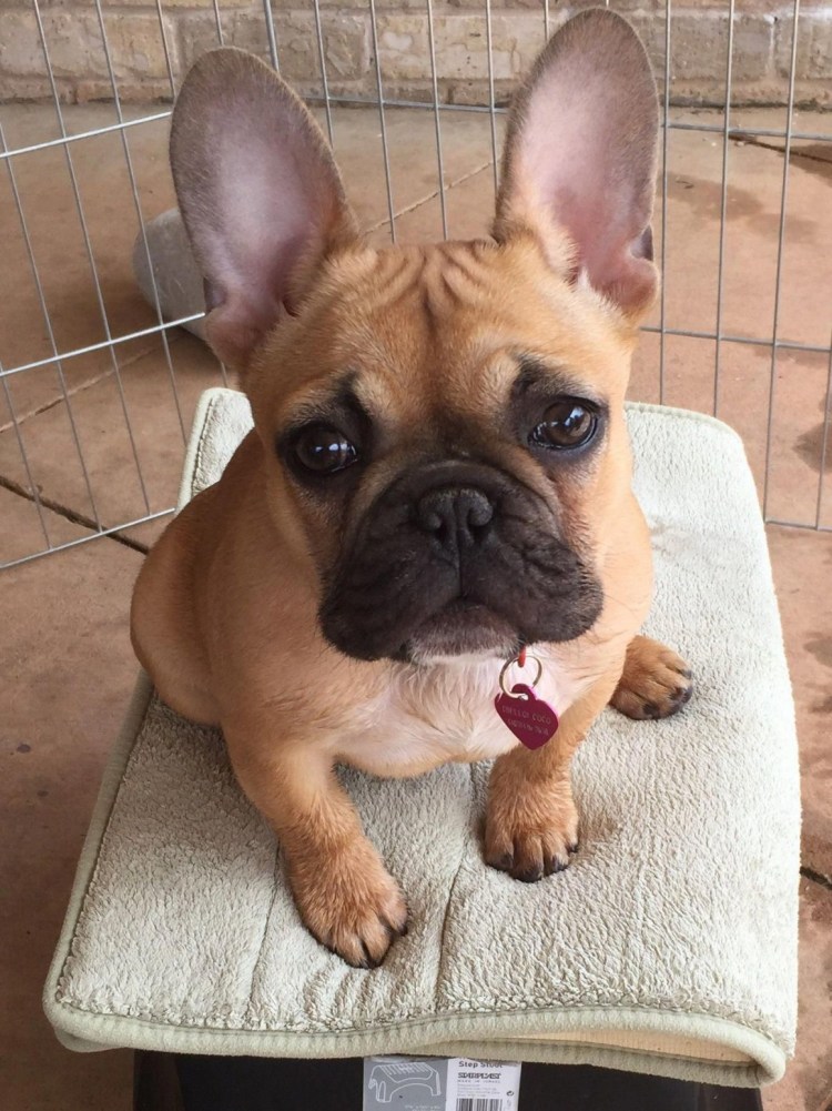 Французский бульдог кремовый