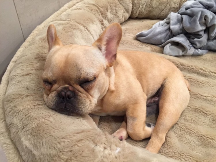 Персиковый французский бульдог