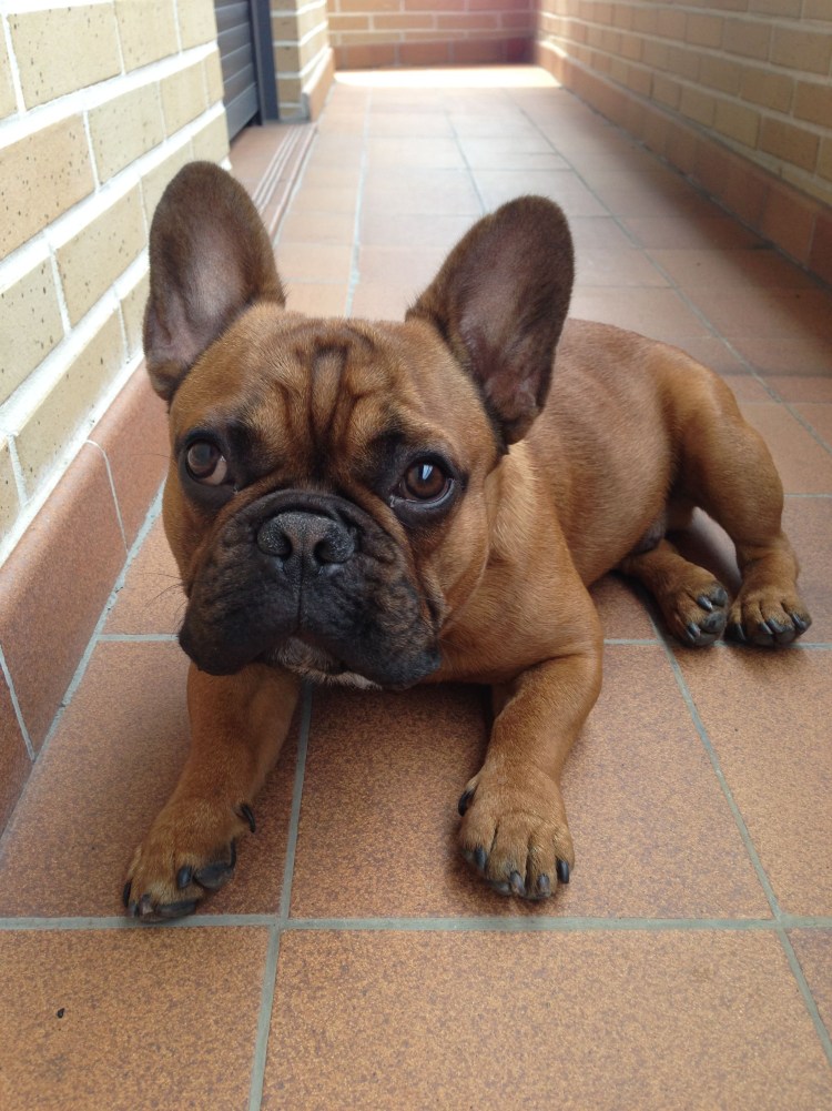 Французский бульдог красный Соболь