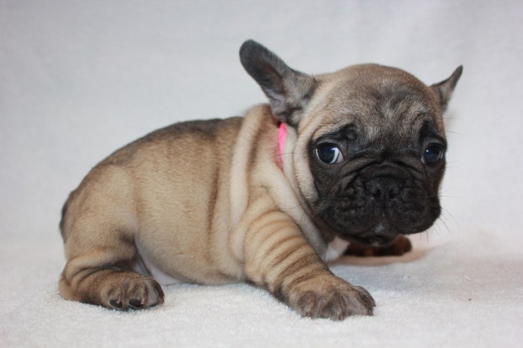 Французский бульдог соболиного окраса