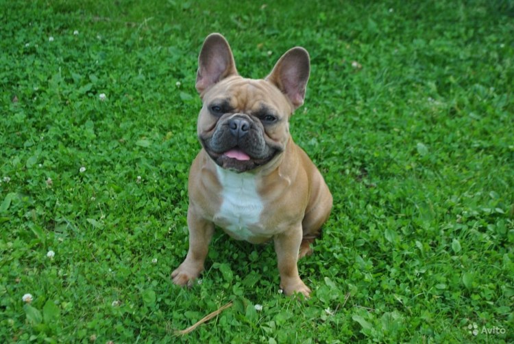 Французский бульдог палевый